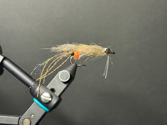 Spawning Mantis Shrimp